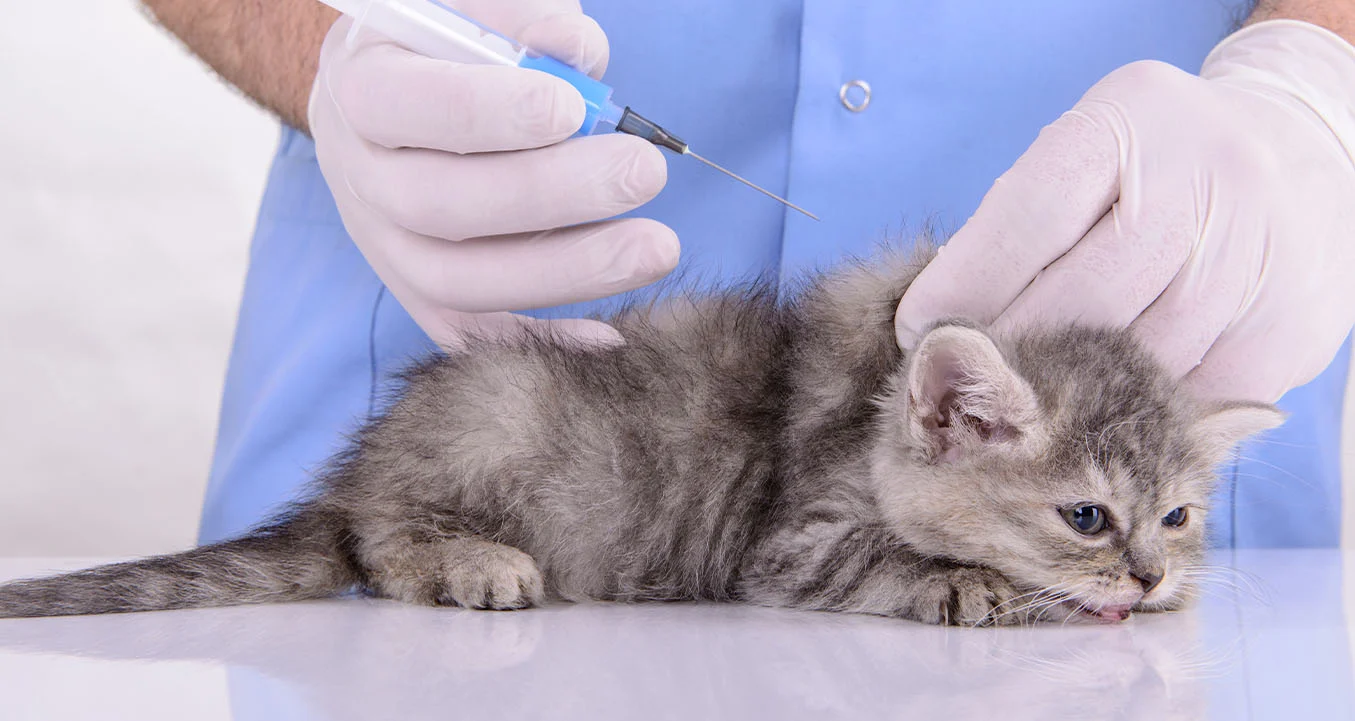 Cat Vaccination Guide for New Pet Owners in Dubai