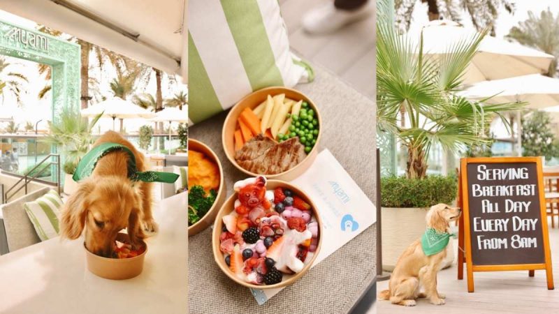 Best Dog-Friendly Restaurants