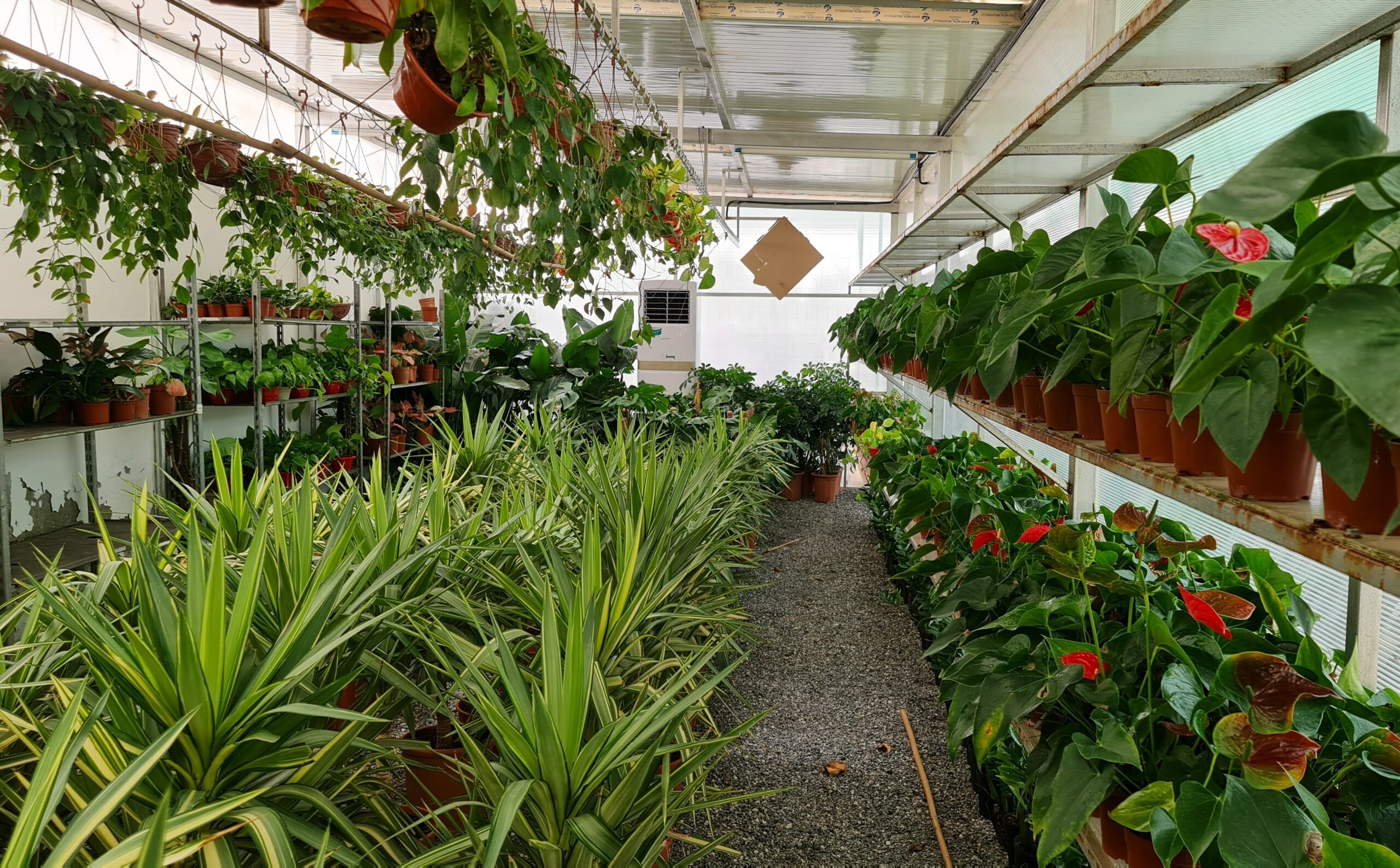 Affordable Plants in Dubai